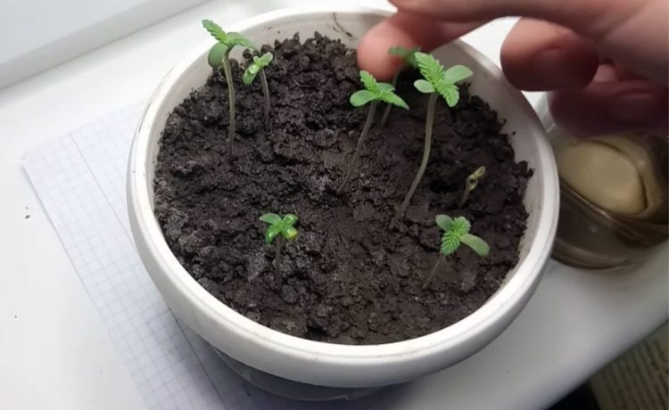 Расада конопли с чем скрестить коноплю