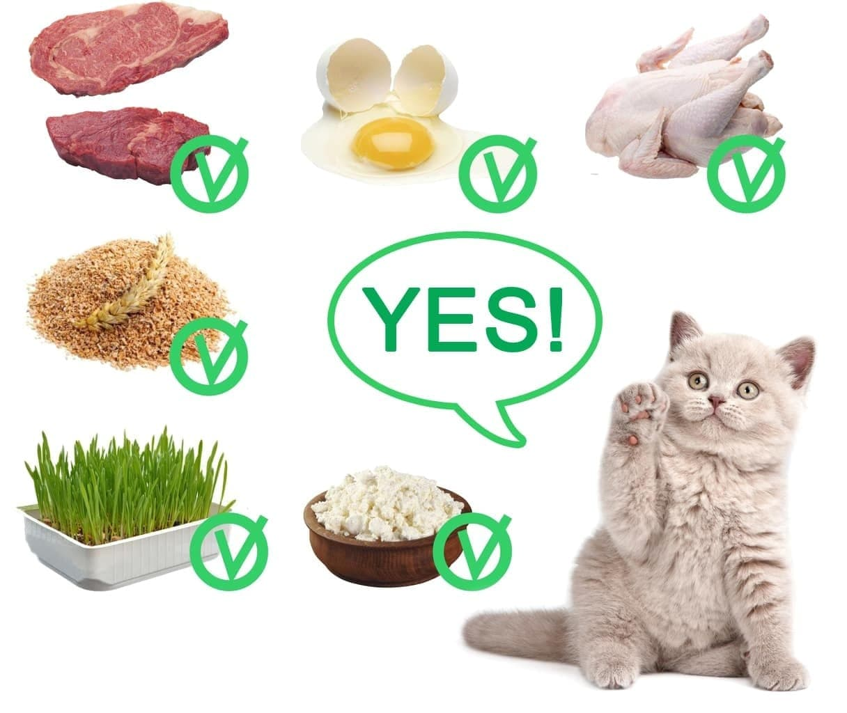 Чем нельзя кормить кошку. Рацион кошки. Еда для котов в домашних. Полезные продукты для кошек. Кошка с натуральной едой и кормом.