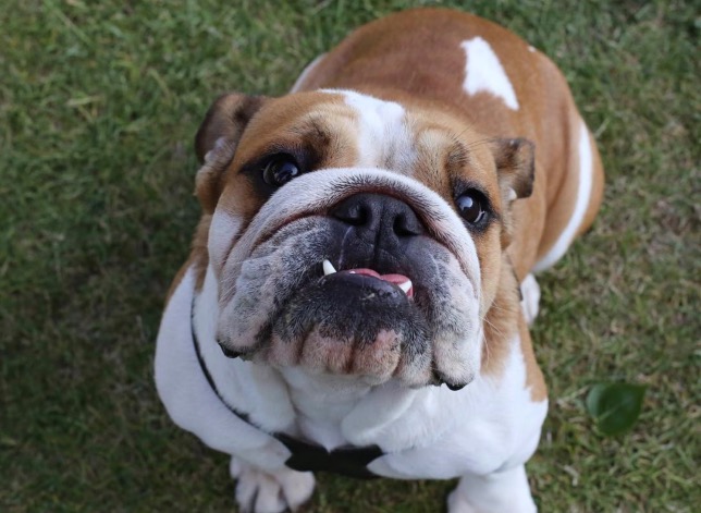 Льюис Хэмилтон скорбит по любимой собаке Коко